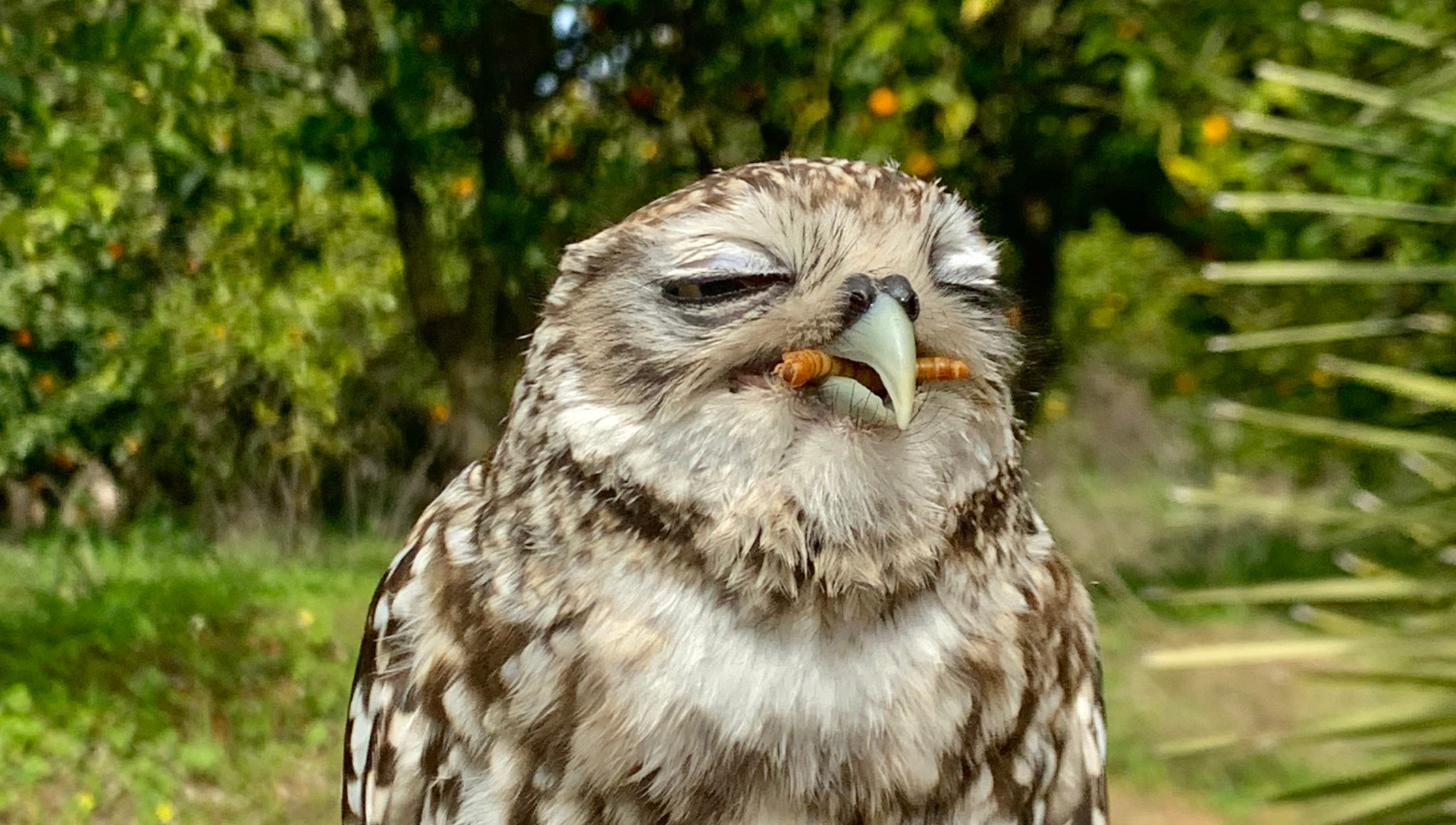 Mochuelo comiendo tenebrios vivos