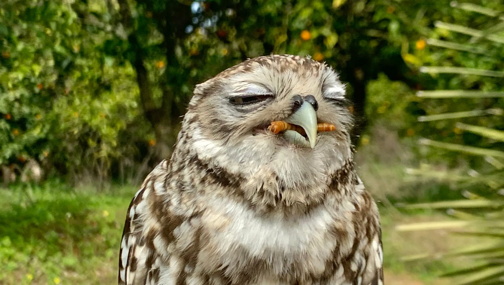 Mochuelo comiendo tenebrios vivos