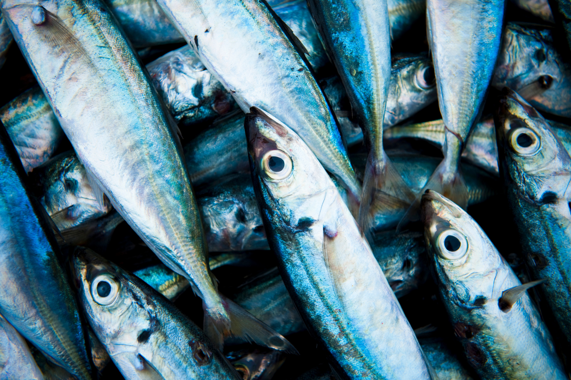 Acuicultura